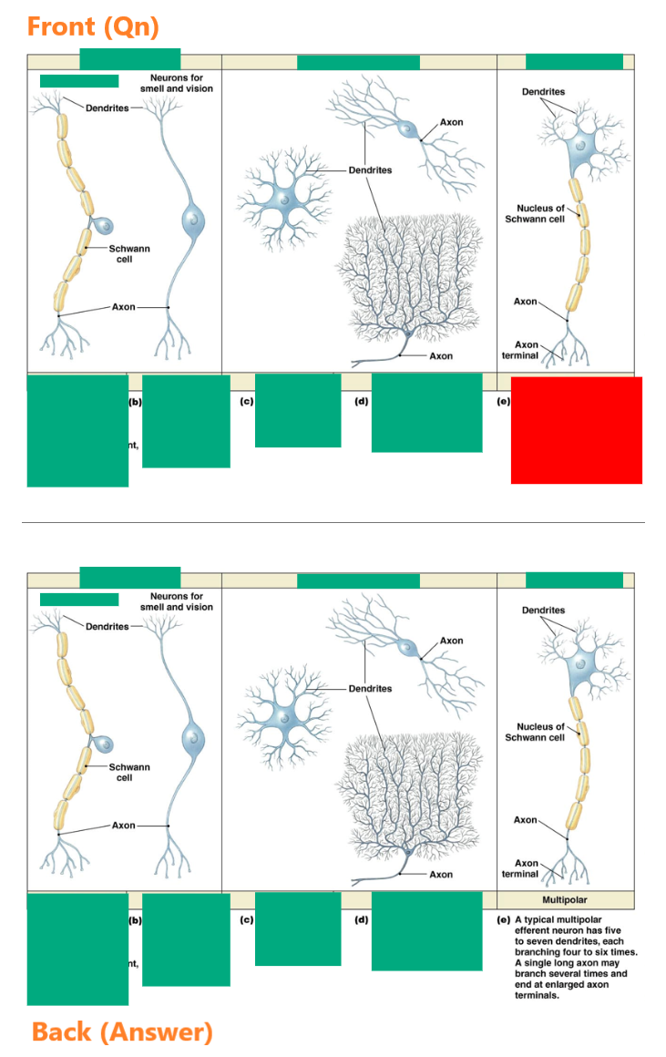 Simplifying MCAT Anki Cards
