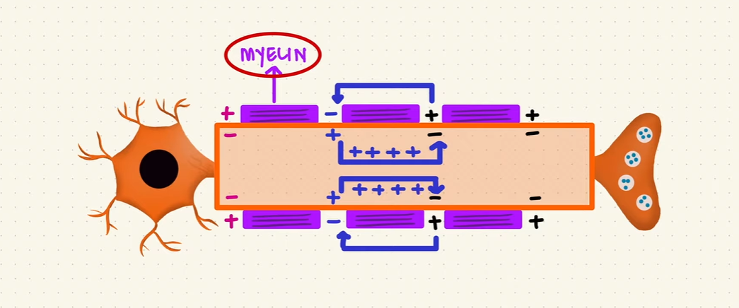 MCAT Nerve Physiology - Action Potential